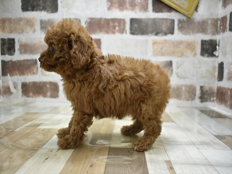 愛知県のトイプードル(トイ) (ワンラブ名古屋守山インター総本店/2025年10月15日生まれ/女の子/レッドフォーン)の子犬の3枚目の画像