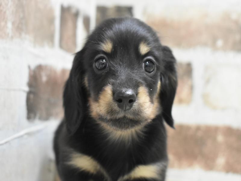 山梨県のミニチュアダックスフンド(ロング) (ワンラブイオンタウン山梨中央店/2025年10月16日生まれ/女の子/ブラックタン)の子犬