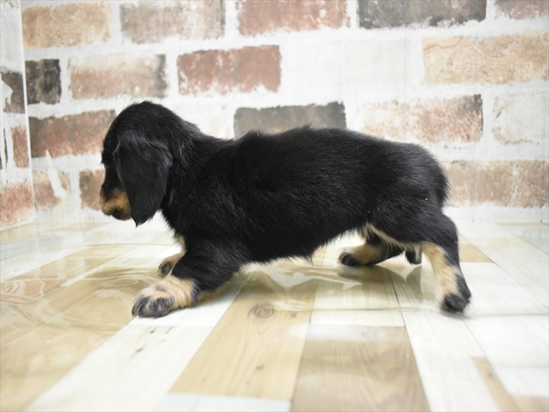 山梨県のミニチュアダックスフンド(ロング) (ワンラブイオンタウン山梨中央店/2025年10月16日生まれ/女の子/ブラックタン)の子犬の3枚目の画像