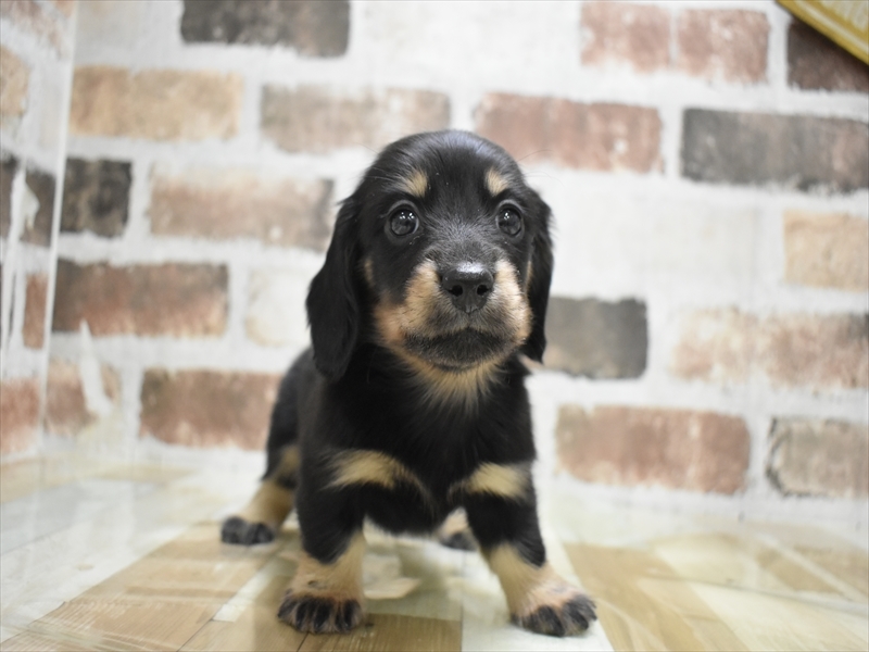 山梨県のミニチュアダックスフンド(ロング) (ワンラブイオンタウン山梨中央店/2025年10月16日生まれ/女の子/ブラックタン)の子犬の2枚目の画像