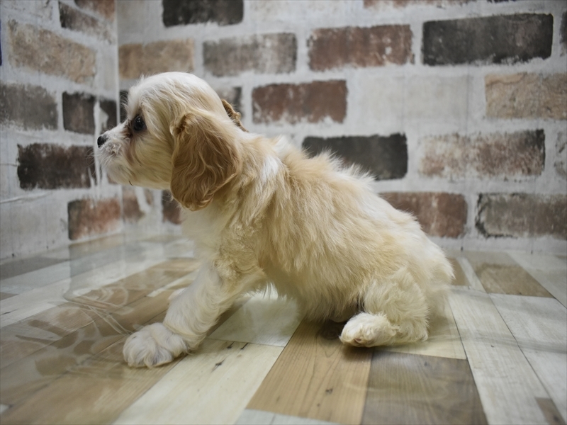 愛知県のハーフ犬・ミックス犬 (ワンラブ星崎店(FC)/2025年10月15日生まれ/男の子/ブレンハイム)の子犬の3枚目の画像