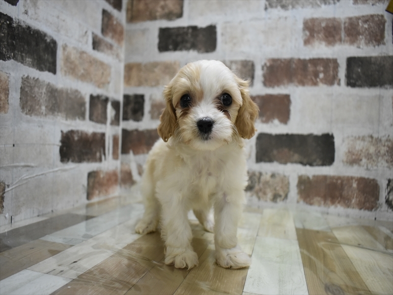 愛知県のハーフ犬・ミックス犬 (ワンラブ星崎店(FC)/2025年10月15日生まれ/男の子/ブレンハイム)の子犬の2枚目の画像