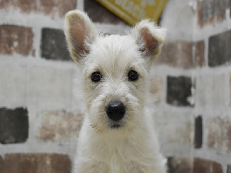 愛知県のスコティッシュテリア (ワンラブ名古屋守山インター総本店/2025年10月15日生まれ/女の子/ウィートン)の子犬の1枚目の画像