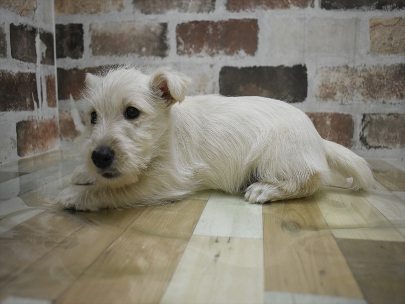 愛知県のスコティッシュテリア (ワンラブ名古屋守山インター総本店/2025年10月15日生まれ/女の子/ウィートン)の子犬の3枚目の画像