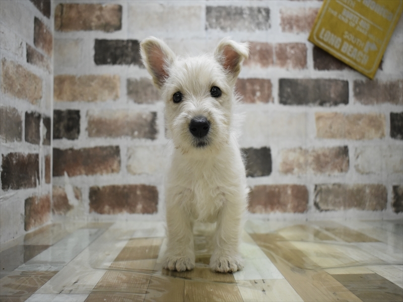 愛知県のスコティッシュテリア (ワンラブ名古屋守山インター総本店/2025年10月15日生まれ/女の子/ウィートン)の子犬の2枚目の画像