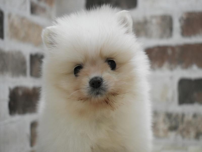 山梨県のポメラニアン (ワンラブイオンタウン山梨中央店/2025年10月15日生まれ/女の子/ホワイト)の子犬