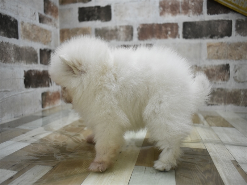 山梨県のポメラニアン (ワンラブイオンタウン山梨中央店/2025年10月15日生まれ/女の子/ホワイト)の子犬の3枚目の画像