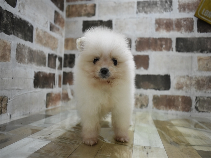 山梨県のポメラニアン (ワンラブイオンタウン山梨中央店/2025年10月15日生まれ/女の子/ホワイト)の子犬の2枚目の画像
