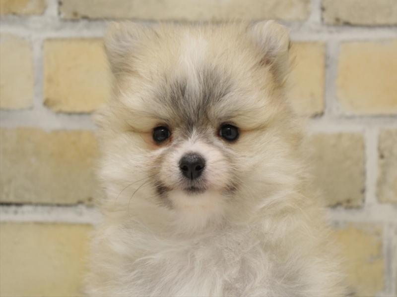 広島県のポメラニアン (ワンラブTHE OUTLETS HIROSHIMA店/2025年10月15日生まれ/女の子/パーティーカラー)の子犬の1枚目の画像