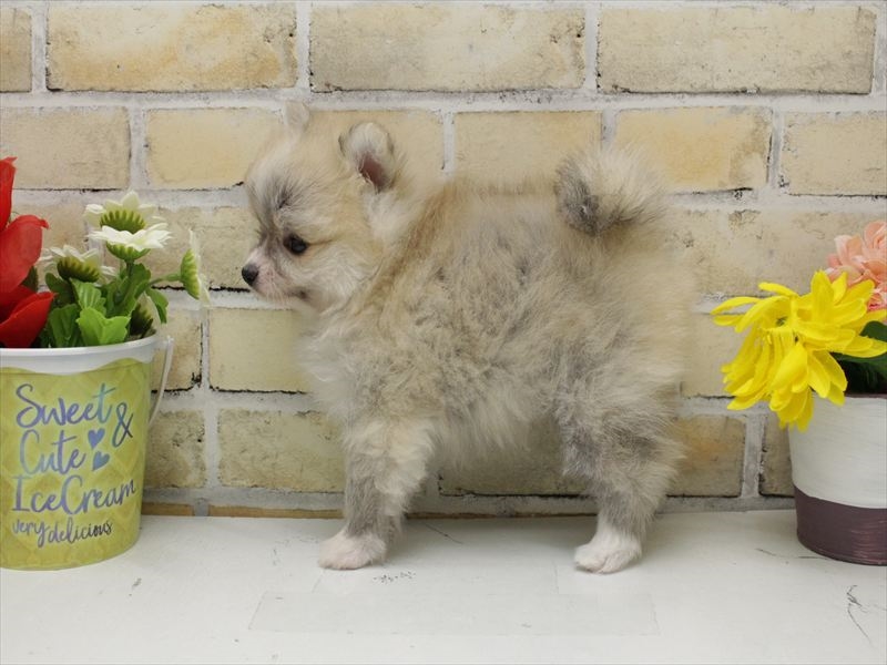 広島県のポメラニアン (ワンラブTHE OUTLETS HIROSHIMA店/2025年10月15日生まれ/女の子/パーティーカラー)の子犬の2枚目の画像