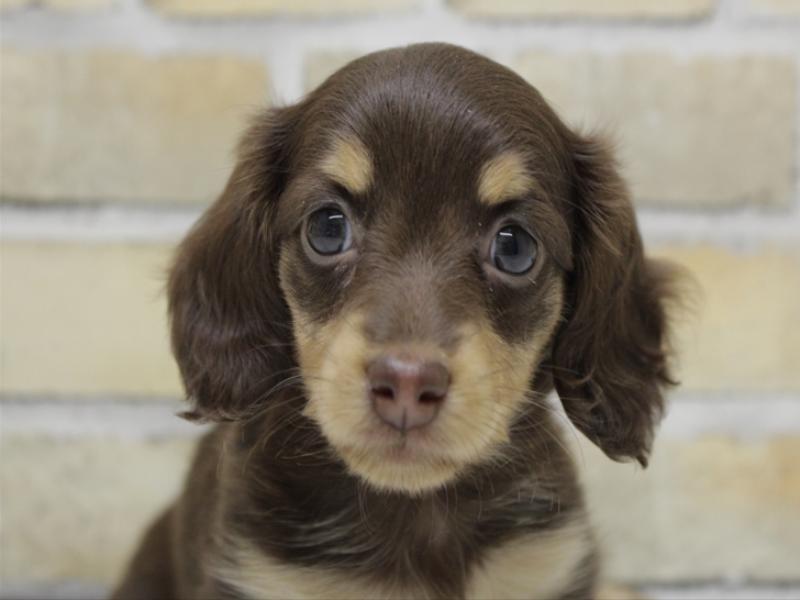 広島県のミニチュアダックスフンド(ロング) (ワンラブカインズ広島LECT店/2025年10月16日生まれ/女の子/チョコレートイエロー)の子犬の1枚目の画像