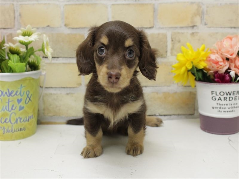 広島県のミニチュアダックスフンド(ロング) (ワンラブカインズ広島LECT店/2025年10月16日生まれ/女の子/チョコレートイエロー)の子犬の3枚目の画像