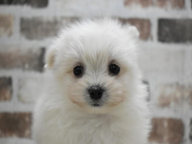 岐阜県のポメマル/マルポメ(ポメラニアン×マルチーズ) (ワンラブホームセンターバロー可児坂戸店(FC)/2025年10月14日生まれ/男の子/クリーム)の子犬