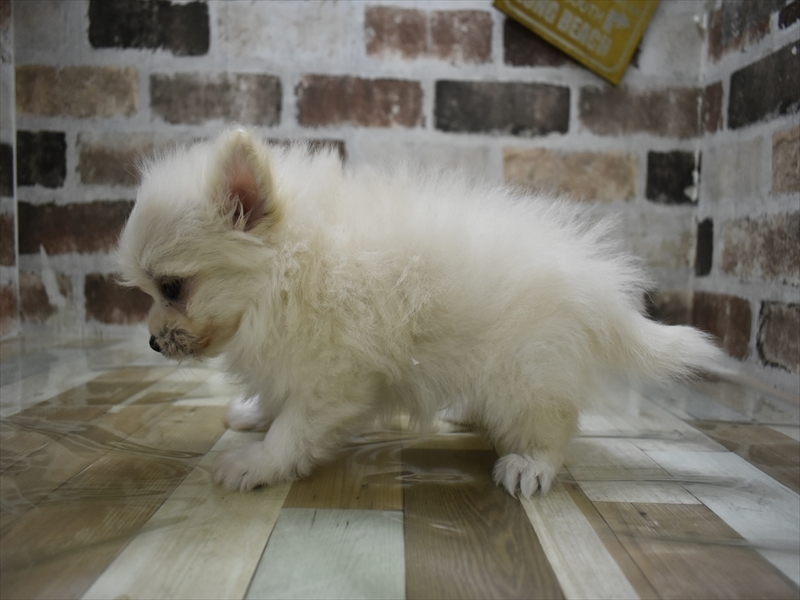 岐阜県のポメマル/マルポメ(ポメラニアン×マルチーズ) (ワンラブホームセンターバロー可児坂戸店(FC)/2025年10月14日生まれ/男の子/クリーム)の子犬の3枚目の画像