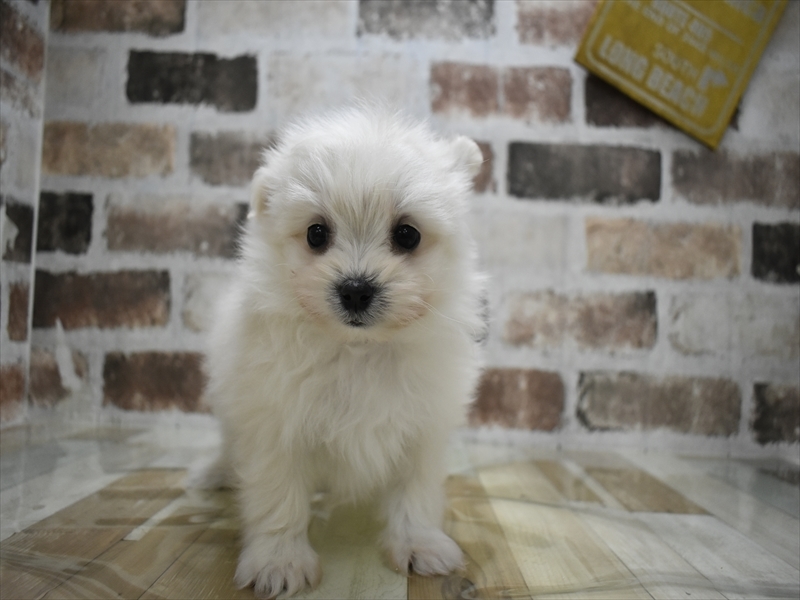 岐阜県のポメマル/マルポメ(ポメラニアン×マルチーズ) (ワンラブホームセンターバロー可児坂戸店(FC)/2025年10月14日生まれ/男の子/クリーム)の子犬の2枚目の画像