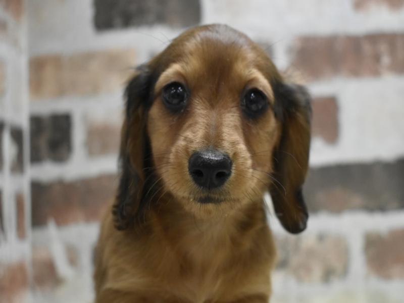 岐阜県のカニンヘンダックスフンド(ロング) (ワンラブ関山王通り店(FC)/2025年10月15日生まれ/女の子/シェーデットレッド)の子犬の1枚目の画像