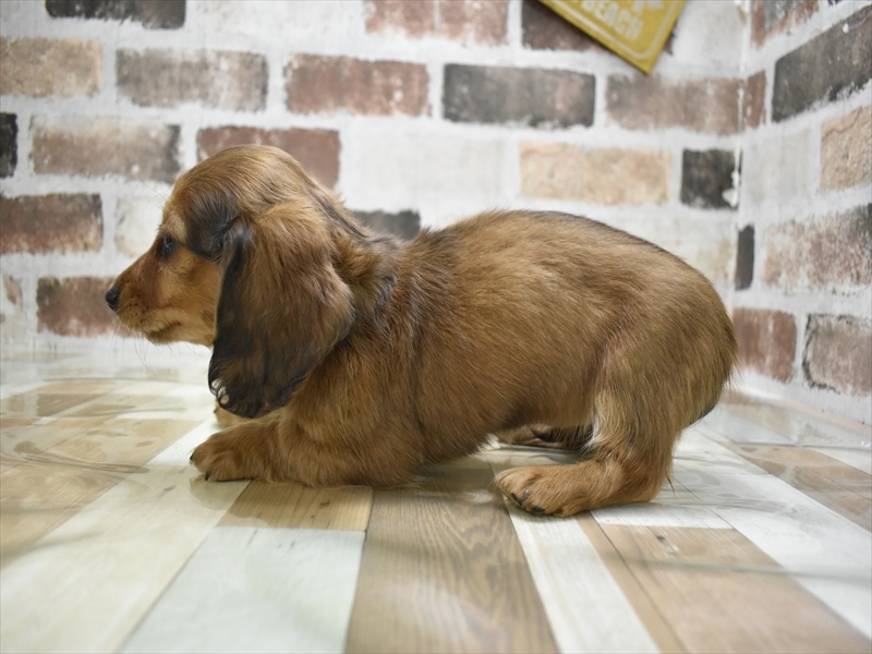 岐阜県のカニンヘンダックスフンド(ロング) (ワンラブ関山王通り店(FC)/2025年10月15日生まれ/女の子/シェーデットレッド)の子犬の3枚目の画像