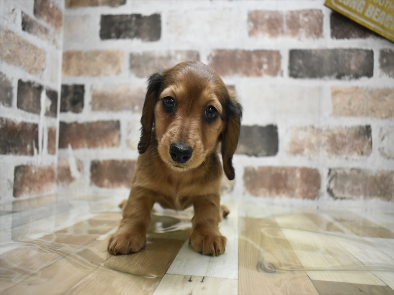 岐阜県のカニンヘンダックスフンド(ロング) (ワンラブ関山王通り店(FC)/2025年10月15日生まれ/女の子/シェーデットレッド)の子犬の2枚目の画像