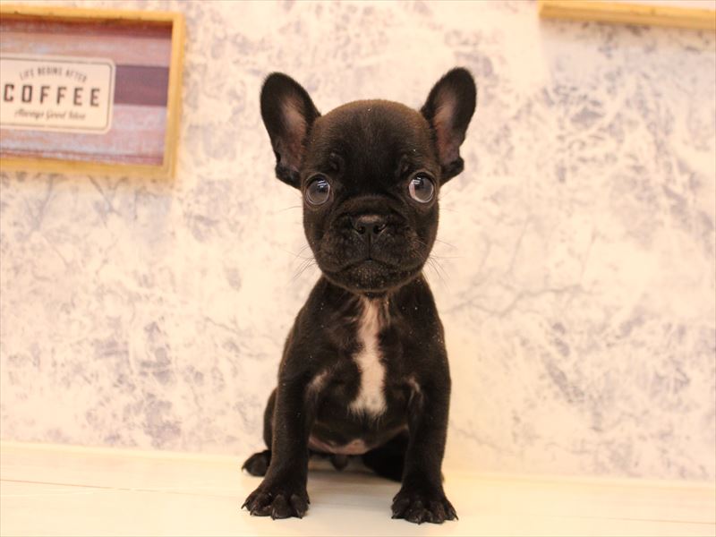 青森県のフレンチブルドッグ (ワンラブエルムの街店/2025年10月16日生まれ/女の子/ブリンドル)の子犬の3枚目の画像