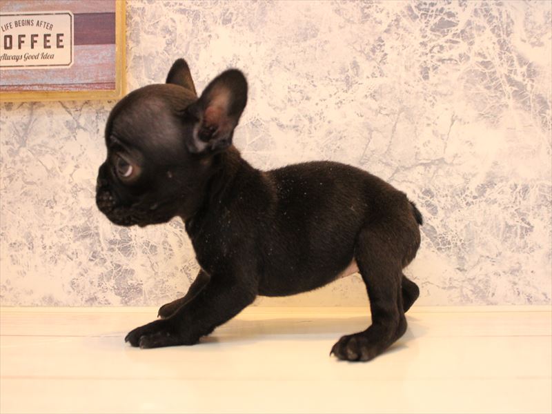 青森県のフレンチブルドッグ (ワンラブエルムの街店/2025年10月16日生まれ/女の子/ブリンドル)の子犬の2枚目の画像