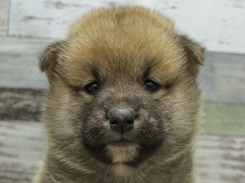 愛知県の柴犬(標準サイズ) (ワンラブ名古屋守山インター総本店/2025年10月16日生まれ/男の子/赤)の子犬の1枚目の画像