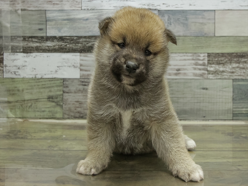 愛知県の柴犬(標準サイズ) (ワンラブ名古屋守山インター総本店/2025年10月16日生まれ/男の子/赤)の子犬の3枚目の画像