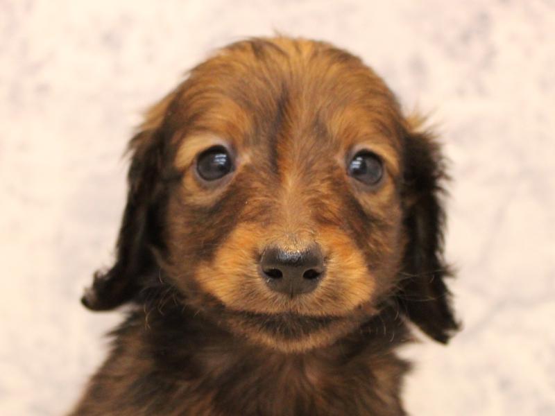 東京都のカニンヘンダックスフンド(ロング) (ワンラブららぽーと立川立飛店/2025年10月19日生まれ/男の子/レッド)の子犬の1枚目の画像