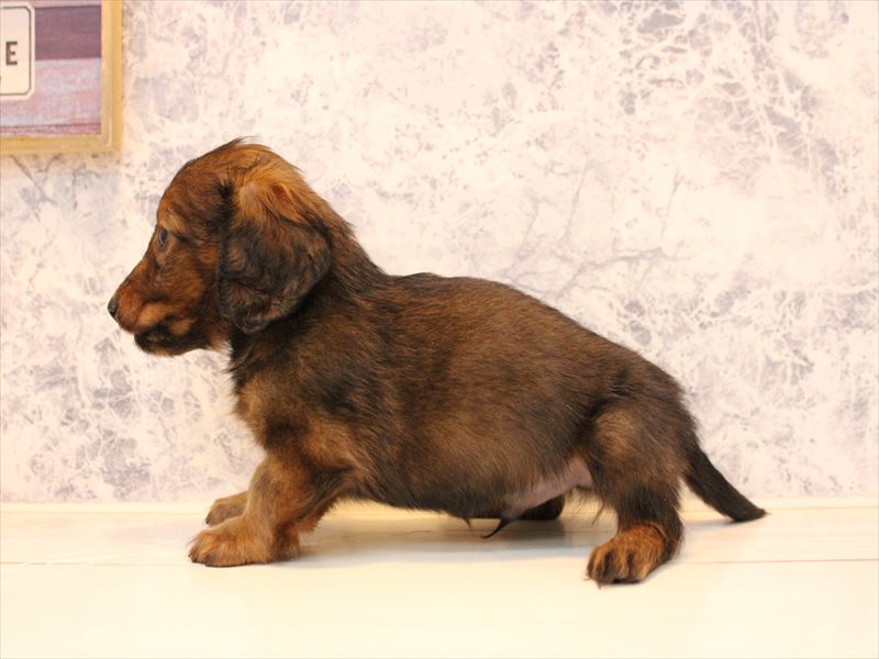 東京都のカニンヘンダックスフンド(ロング) (ワンラブららぽーと立川立飛店/2025年10月19日生まれ/男の子/レッド)の子犬の3枚目の画像