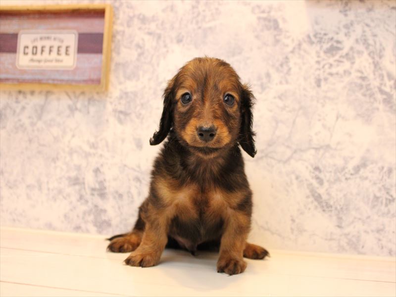 東京都のカニンヘンダックスフンド(ロング) (ワンラブららぽーと立川立飛店/2025年10月19日生まれ/男の子/レッド)の子犬の2枚目の画像