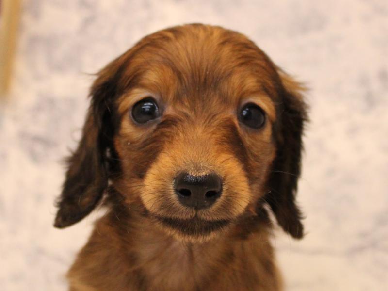 福岡県のカニンヘンダックスフンド(ロング) (ワンラブＭＥＧＡドン・キホーテ福岡福重店/2025年10月19日生まれ/女の子/レッド)の子犬の1枚目の画像