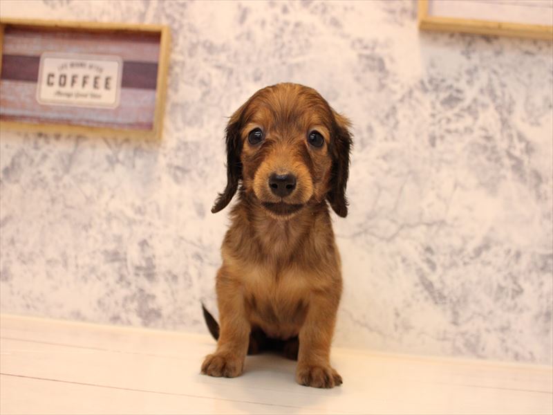 福岡県のカニンヘンダックスフンド(ロング) (ワンラブＭＥＧＡドン・キホーテ福岡福重店/2025年10月19日生まれ/女の子/レッド)の子犬の2枚目の画像