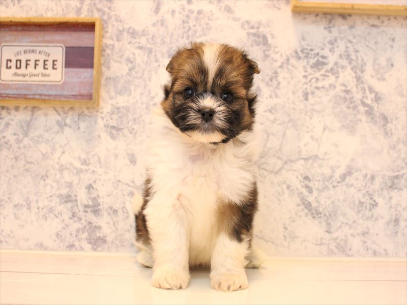 福岡県のポメズー/ポメシーズ(ポメラニアン×シーズー) (ワンラブ福岡総本店/2025年10月18日生まれ/女の子/ゴールドホワイト)の子犬の2枚目の画像