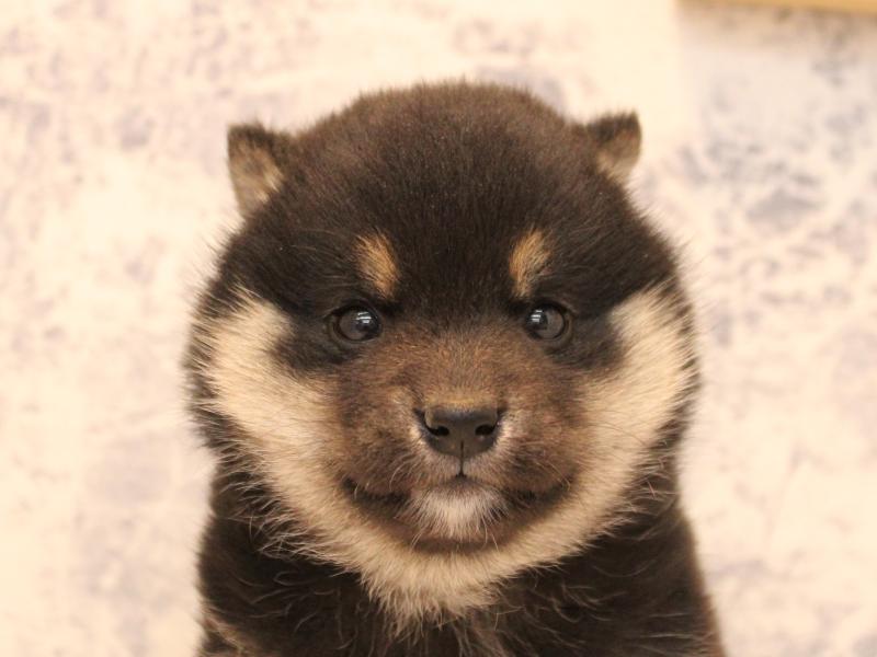 福岡県の柴犬(標準サイズ) (ワンラブ福岡総本店/2025年10月18日生まれ/女の子/黒)の子犬の1枚目の画像