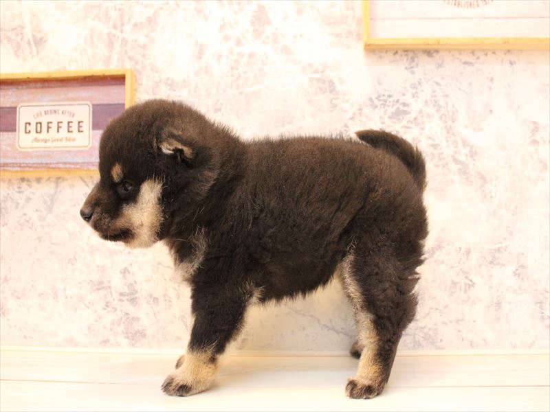 福岡県の柴犬(標準サイズ) (ワンラブ福岡総本店/2025年10月18日生まれ/女の子/黒)の子犬の3枚目の画像