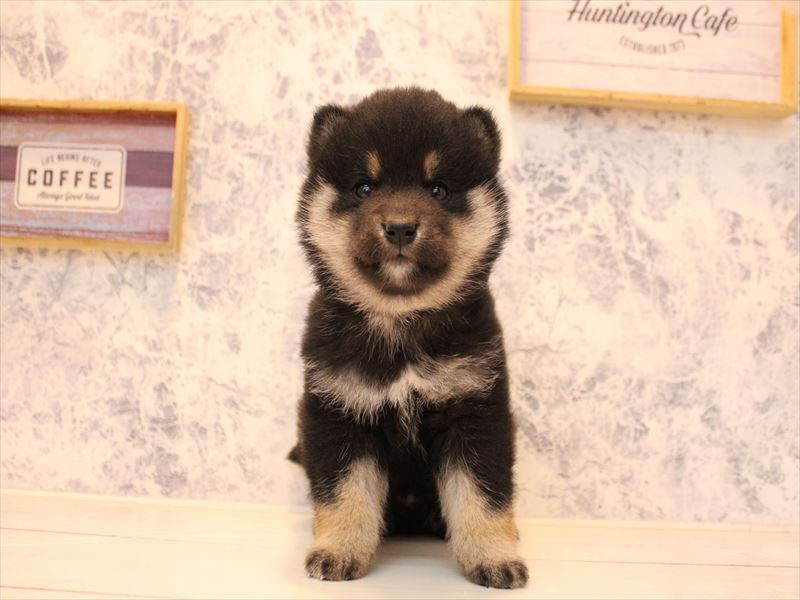 福岡県の柴犬(標準サイズ) (ワンラブ福岡総本店/2025年10月18日生まれ/女の子/黒)の子犬の2枚目の画像