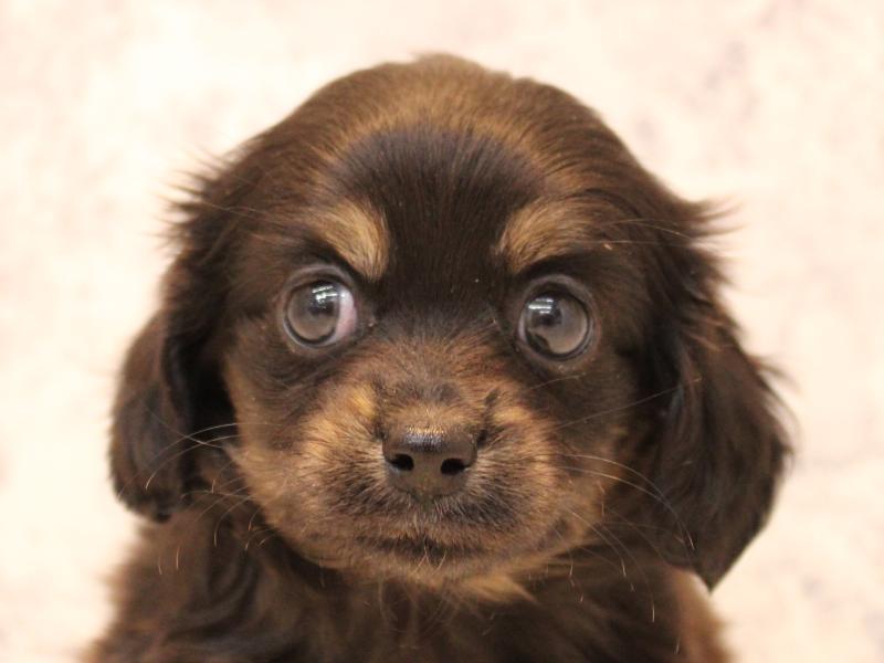 山口県のチワックス(チワワ×ダックス) (ワンラブゆめシティ店/2025年10月17日生まれ/女の子/ブラックタン)の子犬の1枚目の画像