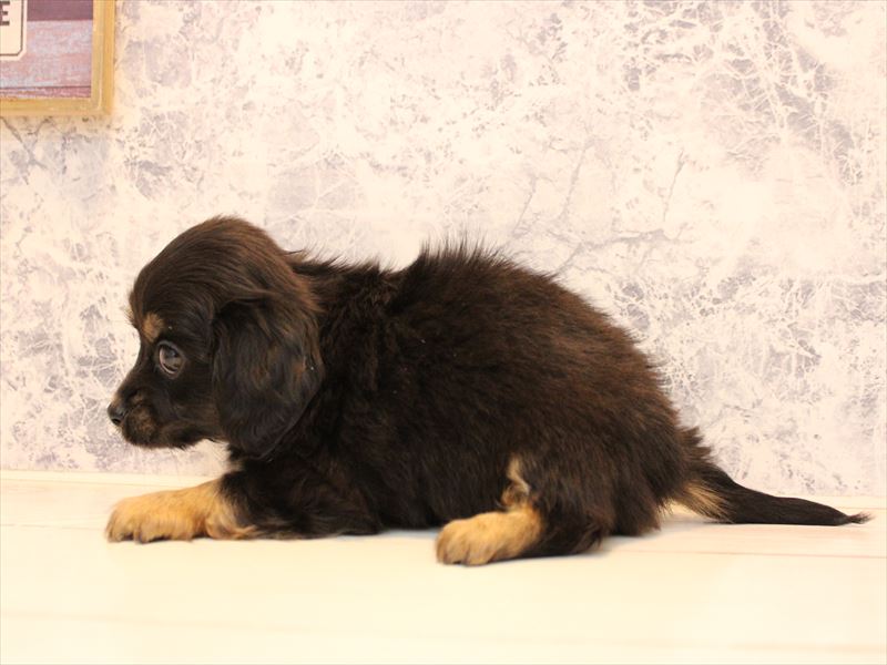 山口県のチワックス(チワワ×ダックス) (ワンラブゆめシティ店/2025年10月17日生まれ/女の子/ブラックタン)の子犬の3枚目の画像