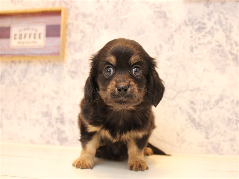 山口県のチワックス(チワワ×ダックス) (ワンラブゆめシティ店/2025年10月17日生まれ/女の子/ブラックタン)の子犬の2枚目の画像