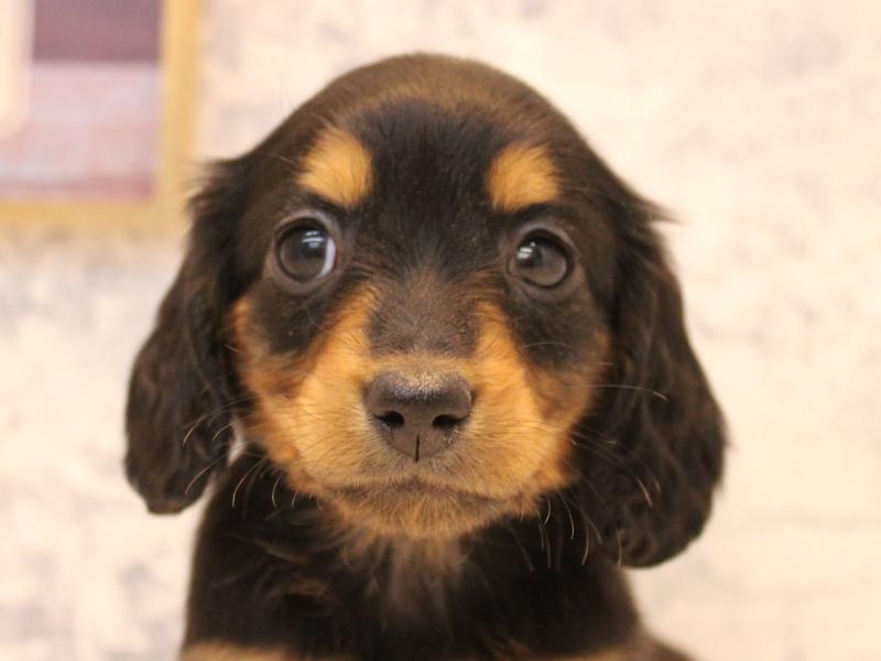 福岡県のミニチュアダックスフンド(ロング) (ワンラブカインズ福岡新宮店/2025年10月17日生まれ/女の子/ブラックタン)の子犬の1枚目の画像