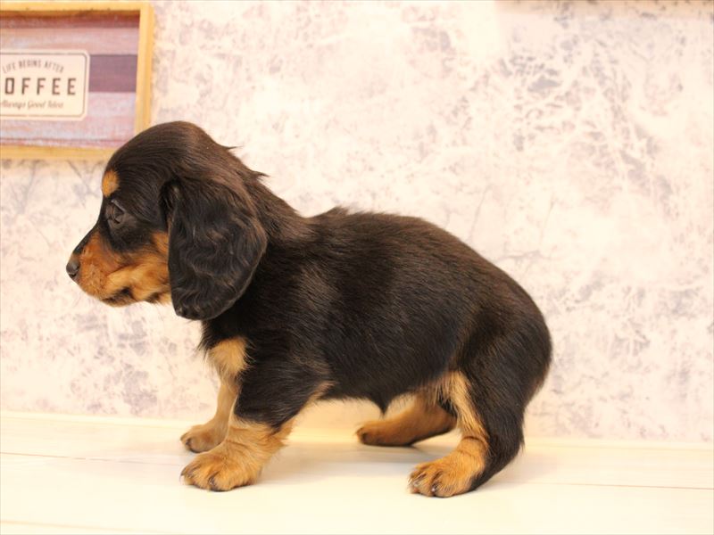 福岡県のミニチュアダックスフンド(ロング) (ワンラブカインズ福岡新宮店/2025年10月17日生まれ/女の子/ブラックタン)の子犬の3枚目の画像