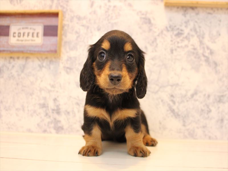 福岡県のミニチュアダックスフンド(ロング) (ワンラブカインズ福岡新宮店/2025年10月17日生まれ/女の子/ブラックタン)の子犬の2枚目の画像