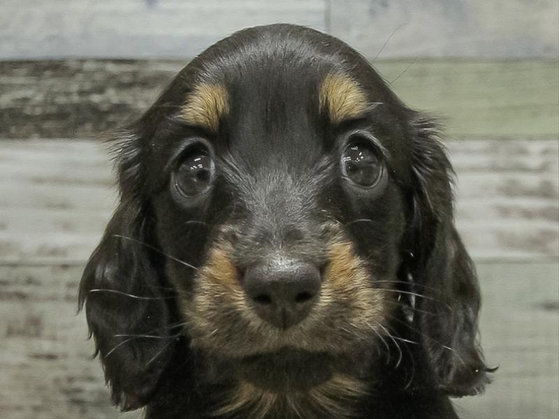 愛知県のミニチュアダックスフンド(ロング) (ワンラブ名古屋守山インター総本店/2025年10月17日生まれ/男の子/ブラックタン)の子犬の1枚目の画像