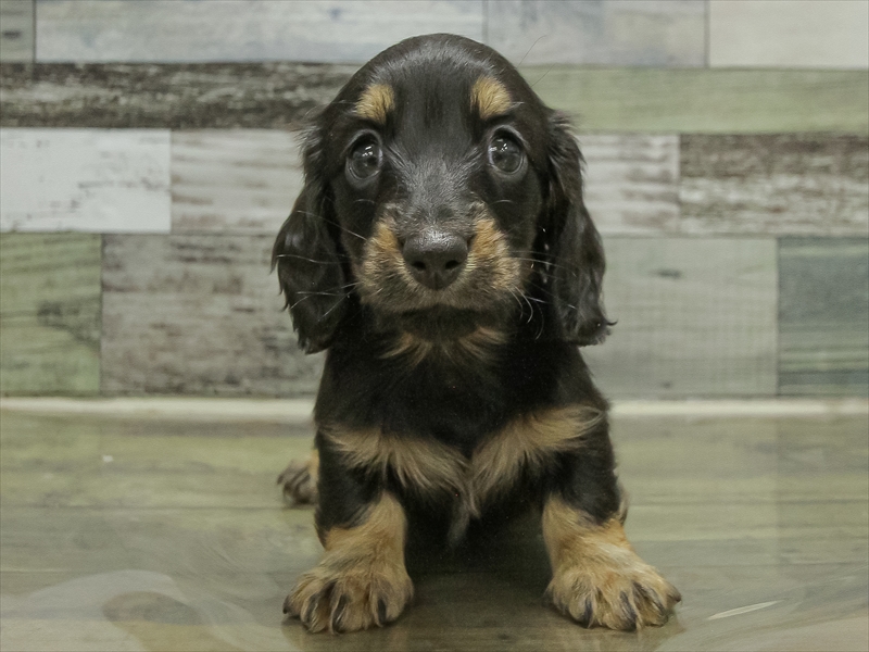 愛知県のミニチュアダックスフンド(ロング) (ワンラブ名古屋守山インター総本店/2025年10月17日生まれ/男の子/ブラックタン)の子犬の3枚目の画像