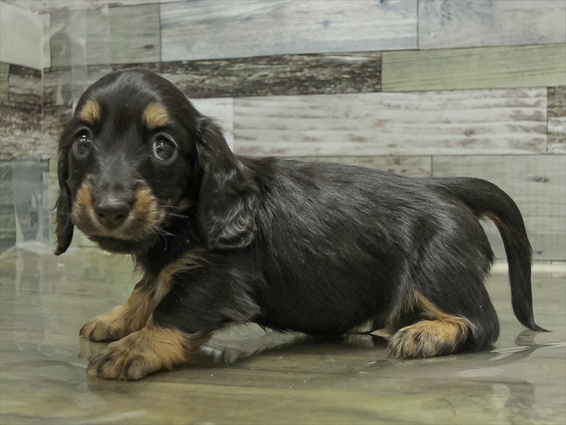 愛知県のミニチュアダックスフンド(ロング) (ワンラブ名古屋守山インター総本店/2025年10月17日生まれ/男の子/ブラックタン)の子犬の2枚目の画像