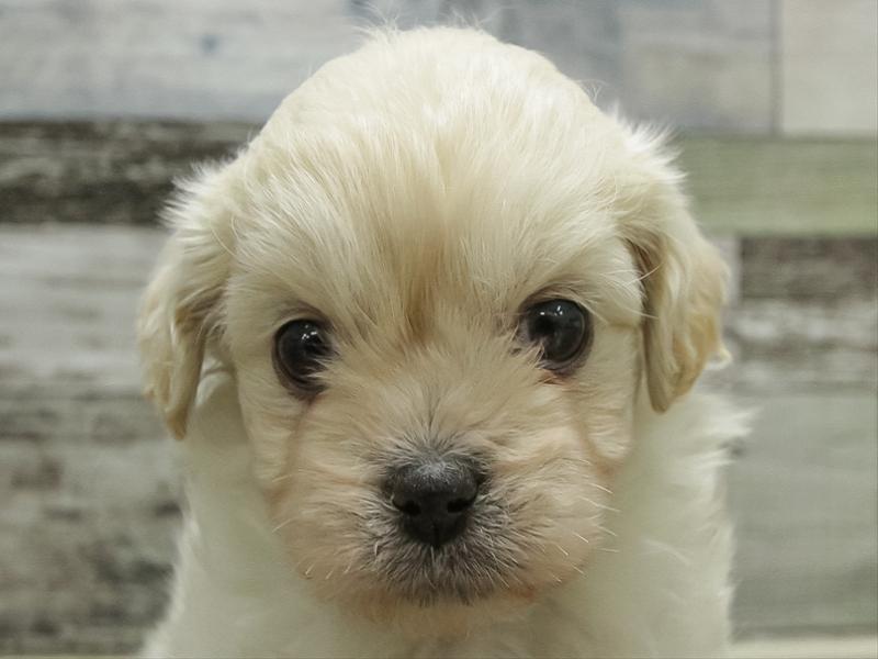 島根県のペキプー(ペキニーズ×プードル) (ワンラブアクロスガーデン松江乃白店/2025年10月19日生まれ/女の子/クリーム)の子犬の1枚目の画像