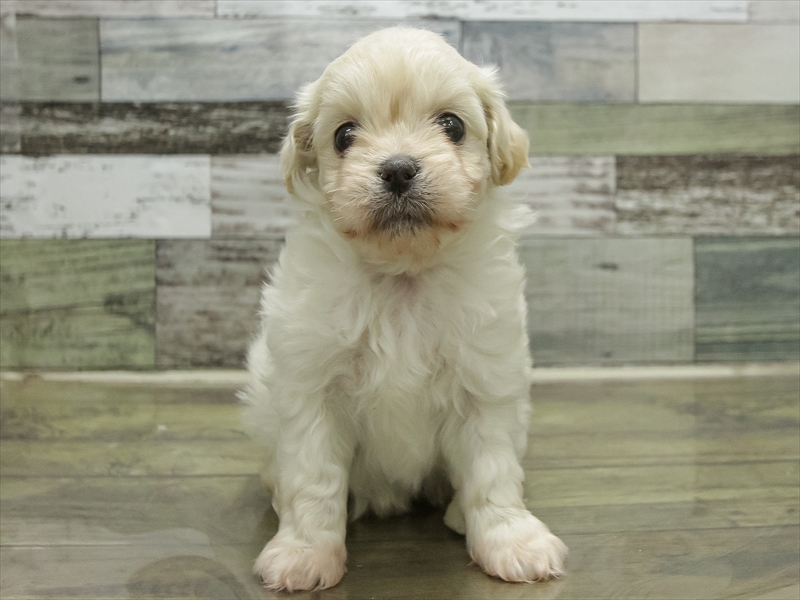 島根県のペキプー(ペキニーズ×プードル) (ワンラブアクロスガーデン松江乃白店/2025年10月19日生まれ/女の子/クリーム)の子犬の3枚目の画像