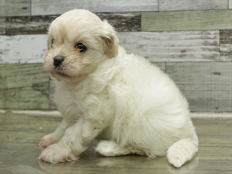 島根県のペキプー(ペキニーズ×プードル) (ワンラブアクロスガーデン松江乃白店/2025年10月19日生まれ/女の子/クリーム)の子犬の2枚目の画像