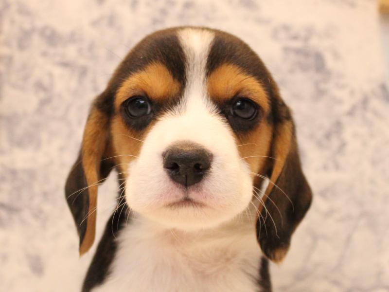 神奈川県のビーグル (ワンラブカインズ三浦店/2025年10月13日生まれ/男の子/ハウンドカラー)の子犬の1枚目の画像