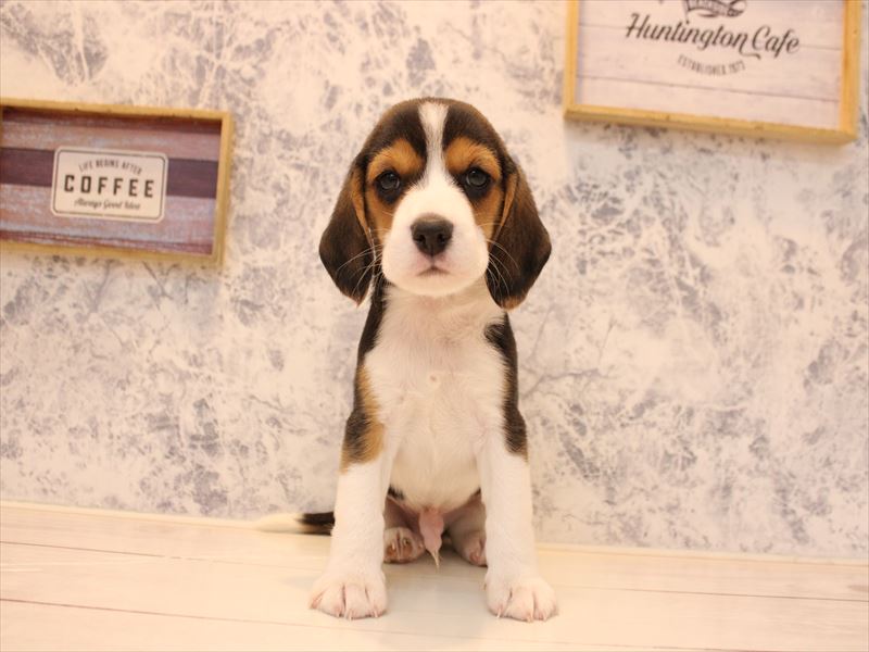 神奈川県のビーグル (ワンラブカインズ三浦店/2025年10月13日生まれ/男の子/ハウンドカラー)の子犬の2枚目の画像