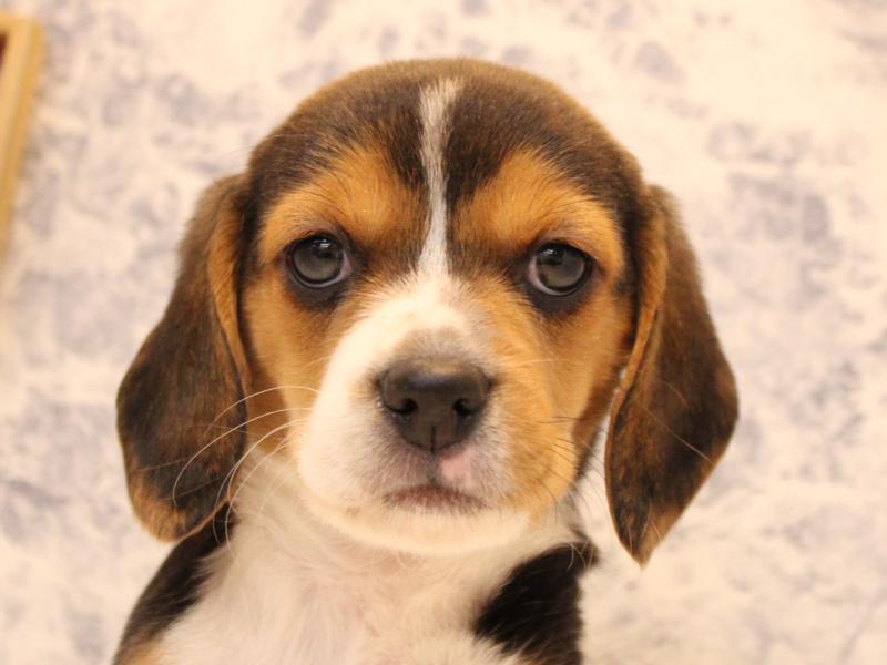 福岡県のビーグル (ワンラブ福岡総本店/2025年10月13日生まれ/男の子/ハウンドカラー)の子犬の1枚目の画像